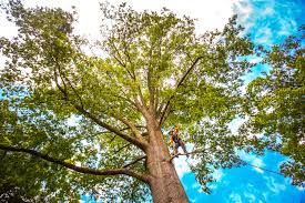 Best Fruit Tree Pruning  in Sylvania, GA