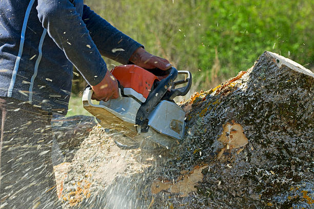  Sylvania, GA Tree Removal Pros